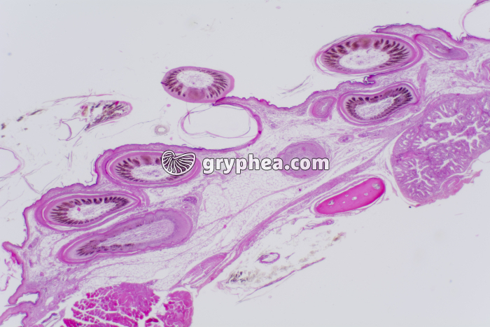 Peau d'Oiseau CT x10 - gryphea.org